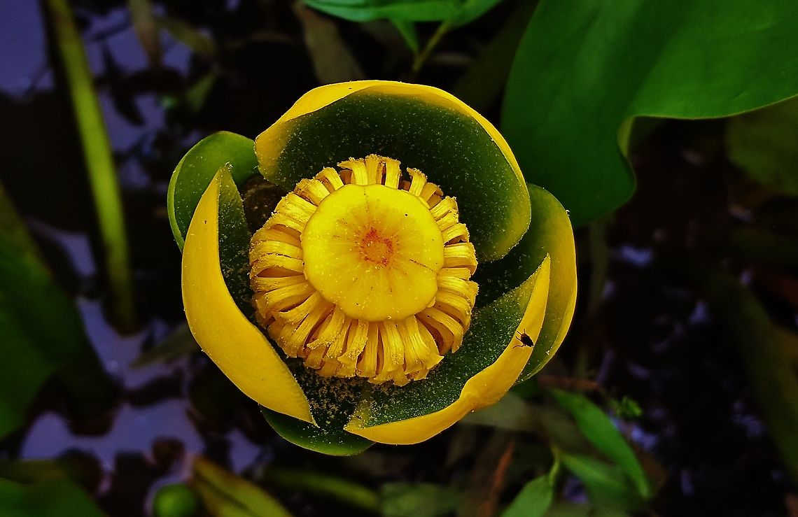 Spatterdock Flower This is a picture of a Spatterdock Flower at Cash Lake on the South Tract of the Patuxent Research Refuge near Laurel, Maryland. Geotagged,Nuphar advena,Spatterdock,Spring,United States