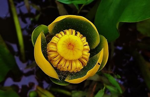 Spatterdock Flower This is a picture of a Spatterdock Flower at Cash Lake on the South Tract of the Patuxent Research Refuge near Laurel, Maryland. Geotagged,Nuphar advena,Spatterdock,Spring,United States