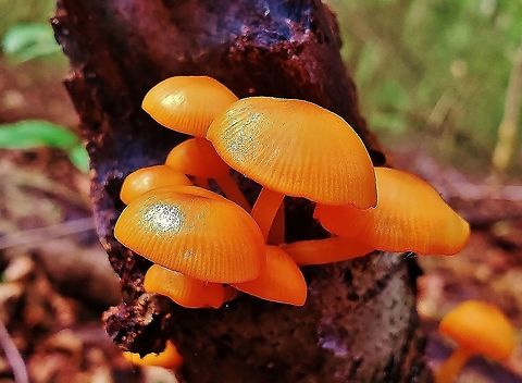Orange Mycena Mushrooms This is a picture of some orange mycena mushrooms on the North Tract of the Patuxent Research Refuge near Fort Meade, Maryland. Fall,Geotagged,Mycena leaiana,Orange mycena,United States