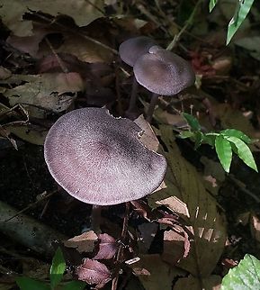 Mycena pura This is a picture of Mycena pura at the Mckeldin Area of Patapsco Valley State Park in Carroll County, Maryland. Geotagged,Lilac bonnet,Mycena pura,Summer,United States