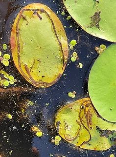 Polypedilum braseniae This is a picture of Polypedilum braseniae leafmines on Water Shield at North Point State Park in Edgemere, Maryland. Geotagged,Polypedilum braseniae,Spring,United States