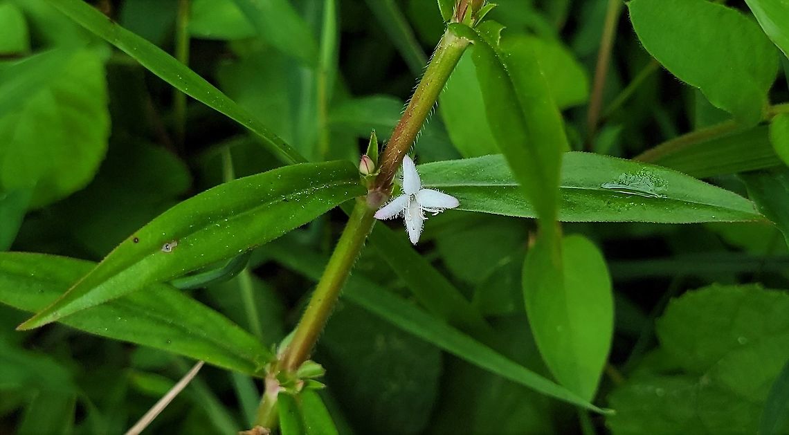 Diodia virginiana This is a picture of Diodia virginiana on the North Tract of the Patuxent Research Refuge near Fort Meade, Maryland. Diodia virginiana,Geotagged,Summer,United States,Virginia buttonweed