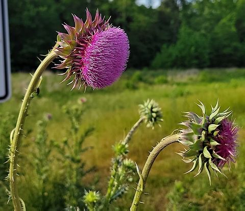 Musk Thistle This is a picture of Musk Thistle on the South Tract of the Patuxent Research Refuge near Laurel, Maryland. Carduus nutans,Geotagged,Musk thistle,Spring,United States