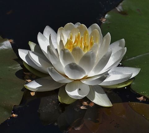 Fragrant Water Lily This is a picture of a Fragrant Water Lily at Rieve's Pond on the North Tract of the Patuxent Research Refuge near Fort Meade, Maryland. American White Waterlily,Geotagged,Nymphaea odorata,Spring,United States