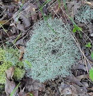 Cladonia subtenuis This is a picture of Cladonia subtenuis on the South Tract of the Patuxent Research Refuge near Laurel, Maryland. Cladonia subtenuis,Dixie Reindeer Lichen,Geotagged,Summer,United States
