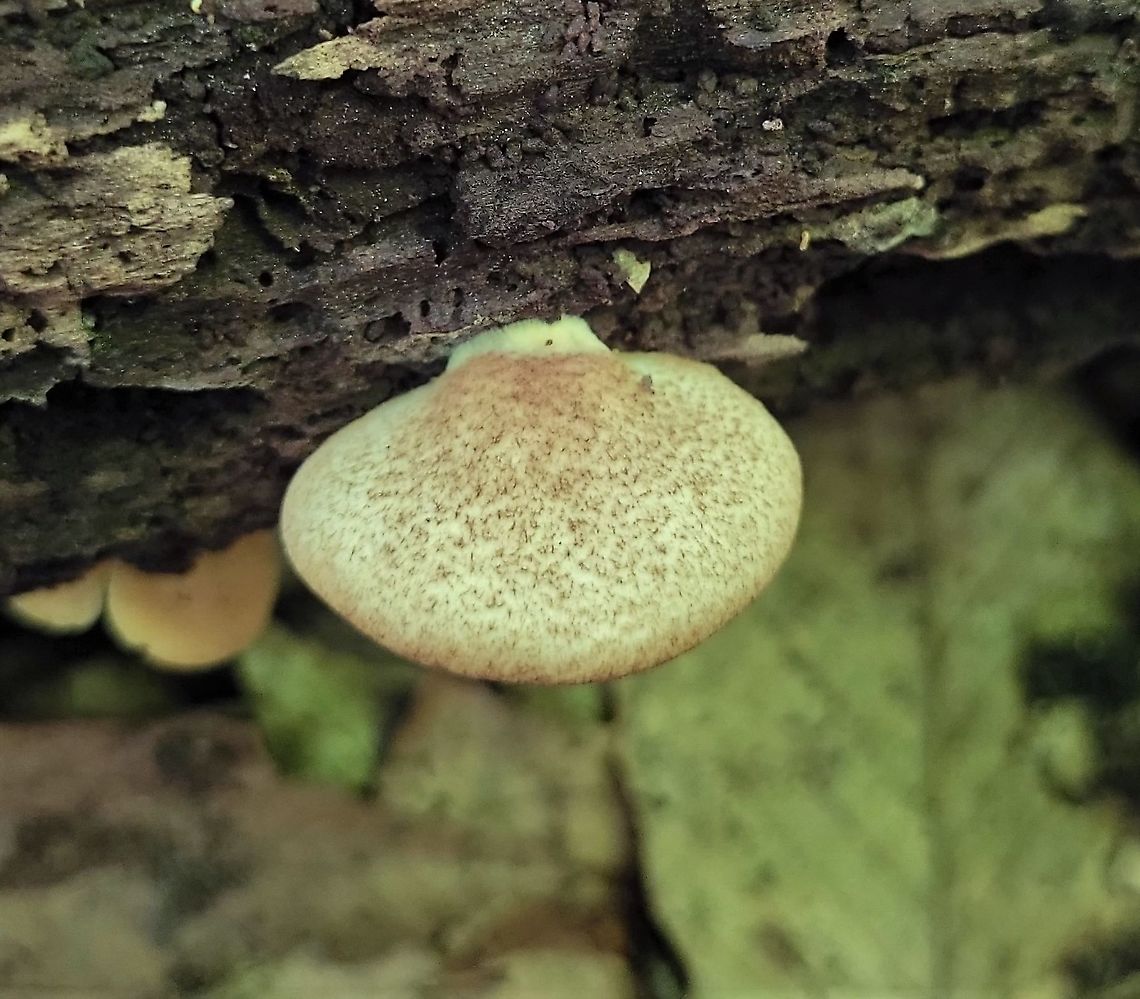 Crepidotus crocophyllus This is a picture of a Crepidotus crocophyllus on the North Tract of the Patuxent Research Refuge near Fort Meade, Maryland. Crepidotus crocophyllus,Geotagged,Spring,United States