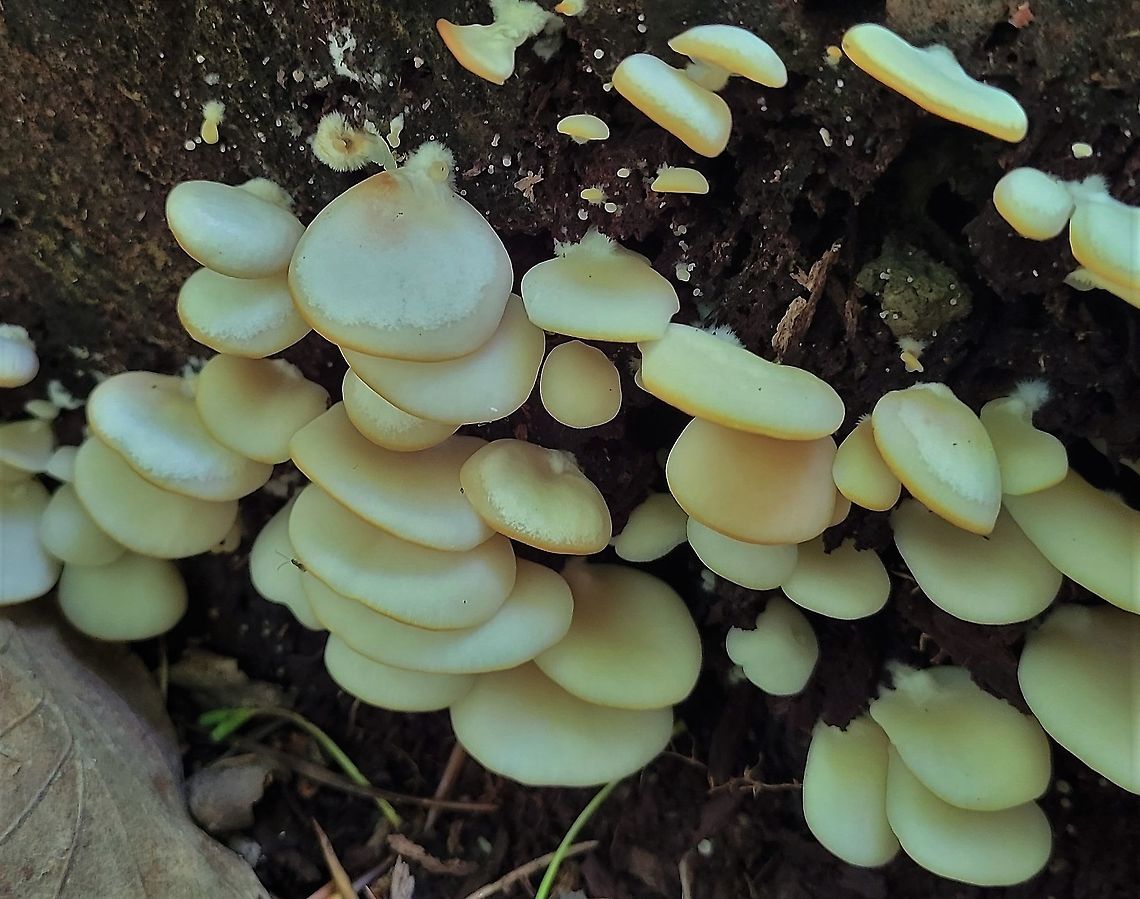 Crepidotus applanatus This is a picture of Crepidotus applanatus on the North Tract of the Patuxent Research Refuge near Fort Meade, Maryland. Crepidotus applanatus,Flat crep,Geotagged,Spring,United States