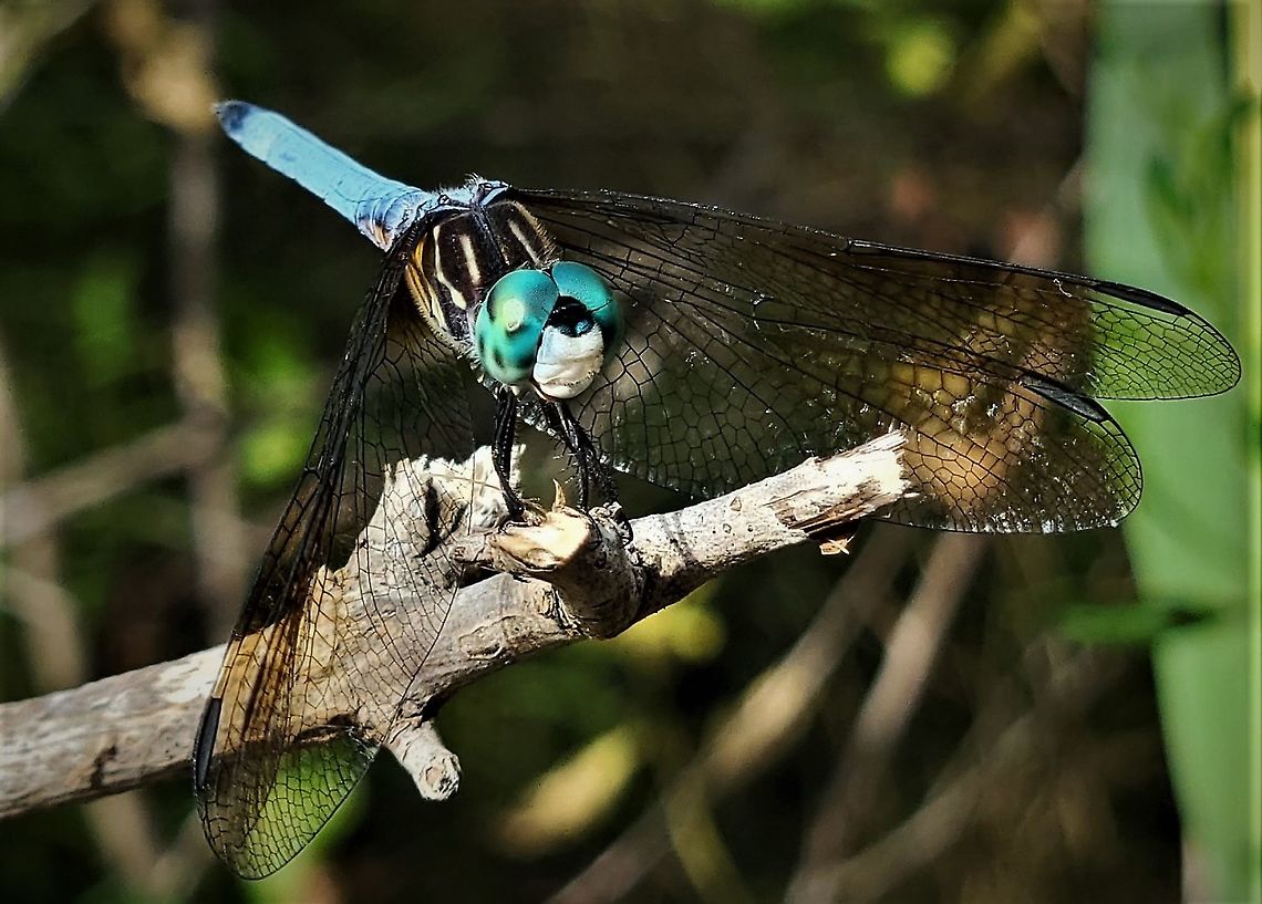 Blue Dasher This is a picture of a Blue Dasher on the South Tract of the Patuxent Research Refuge near Laurel, Maryland. Blue dasher,Geotagged,Pachydiplax longipennis,Summer,United States