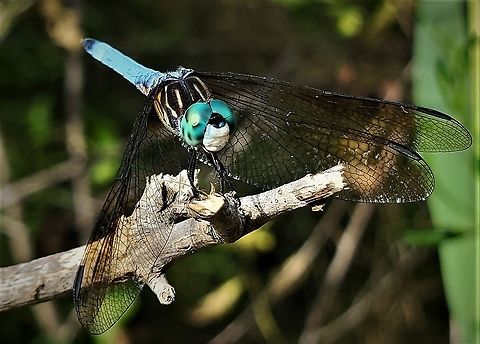 Blue Dasher This is a picture of a Blue Dasher on the South Tract of the Patuxent Research Refuge near Laurel, Maryland. Blue dasher,Geotagged,Pachydiplax longipennis,Summer,United States