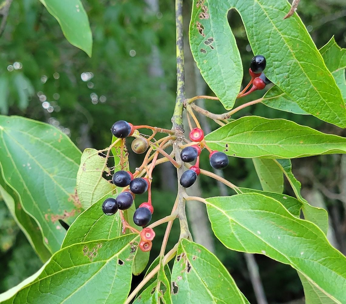 Sassafras Berries This is a picture of some sassafras berries on the South Tract of the Patuxent Research Refuge near Laurel, Maryland. Geotagged,Sassafras albidum,Summer,United States,White sassafras