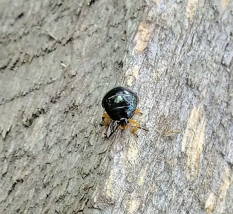 Stiretrus anchorago This is a picture of a Stiretrus anchorago at the Hilton Area of Patapsco Valley State Park in Catonsville, Maryland. Anchor stink bug,Geotagged,Stiretrus anchorago,Summer,United States