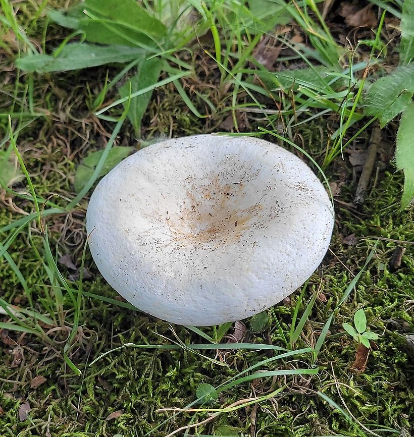 Peppery Milkcap This is a picture of a Peppery Milkcap at Chesapeake High School in Pasadena, Maryland. Geotagged,Lactifluus piperatus,Peppery milk-cap,Summer,United States