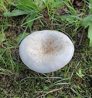 Peppery Milkcap This is a picture of a Peppery Milkcap at Chesapeake High School in Pasadena, Maryland. Geotagged,Lactifluus piperatus,Peppery milk-cap,Summer,United States