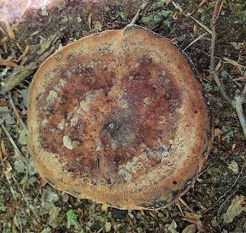 Laetiporus persicinus