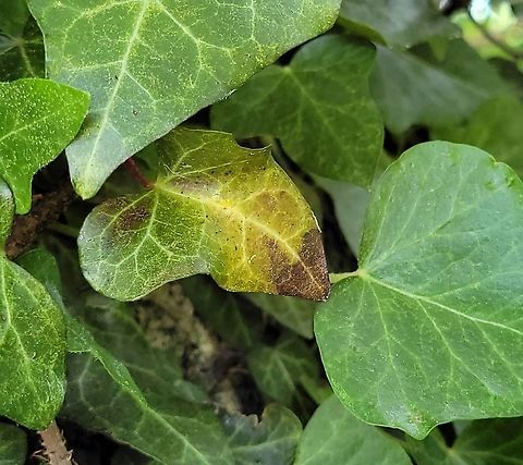 Colletotrichum trichellum This is a picture of Colletotrichum trichellum at Fort Armistead Park in Baltimore City, Maryland. Colletotrichum trichellum,Geotagged,Spring,United States