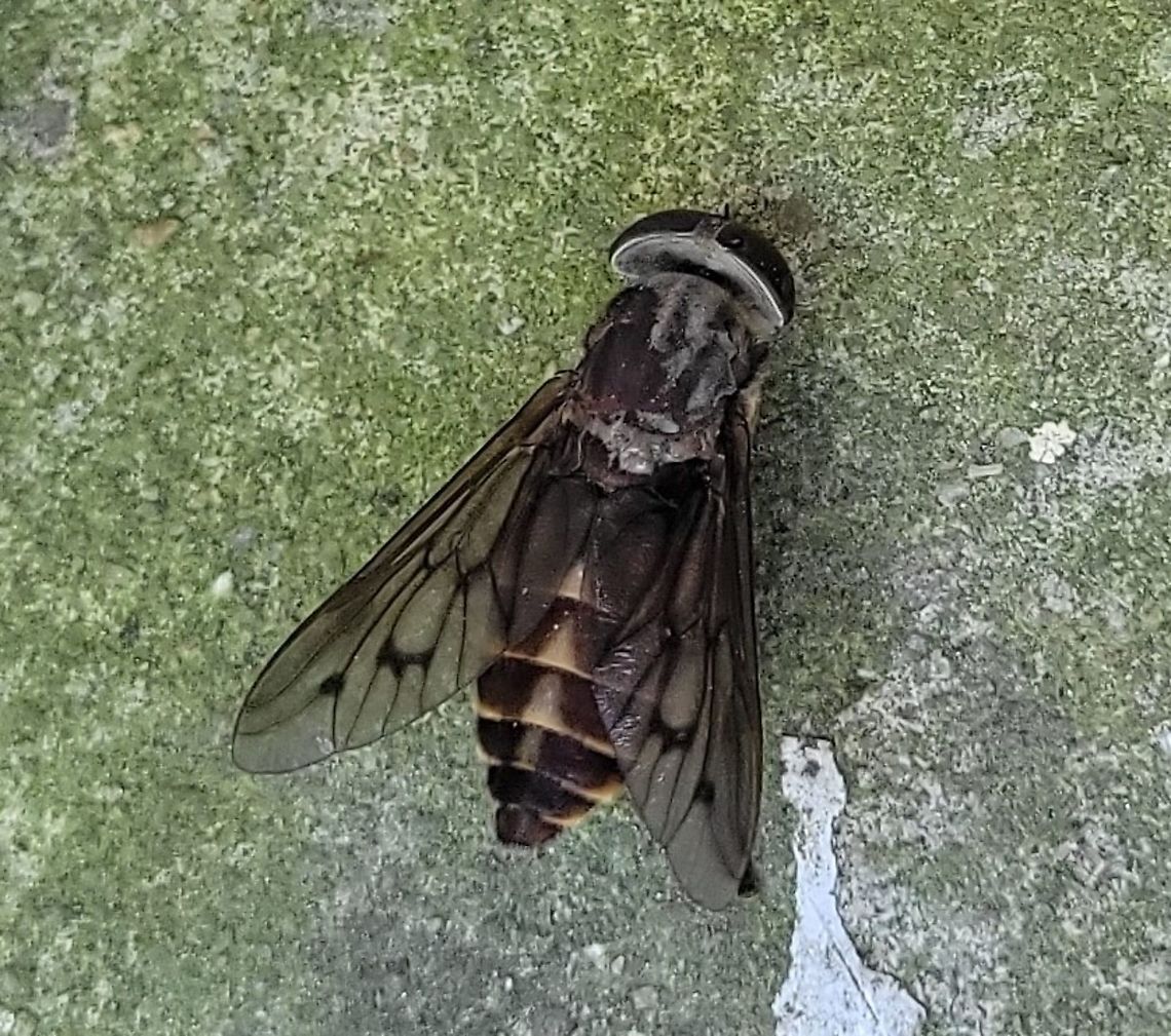 Tabanus sulcifrons This is a picture of a Tabanus sulcifrons at the Hilton Area of Patapsco Valley State Park in Catonsville, Maryland.<br />
 Geotagged,Summer,Tabanus sulcifrons,United States