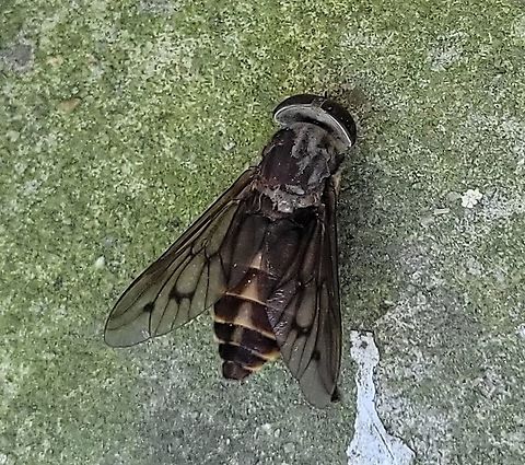 Tabanus sulcifrons This is a picture of a Tabanus sulcifrons at the Hilton Area of Patapsco Valley State Park in Catonsville, Maryland.
 Geotagged,Summer,Tabanus sulcifrons,United States