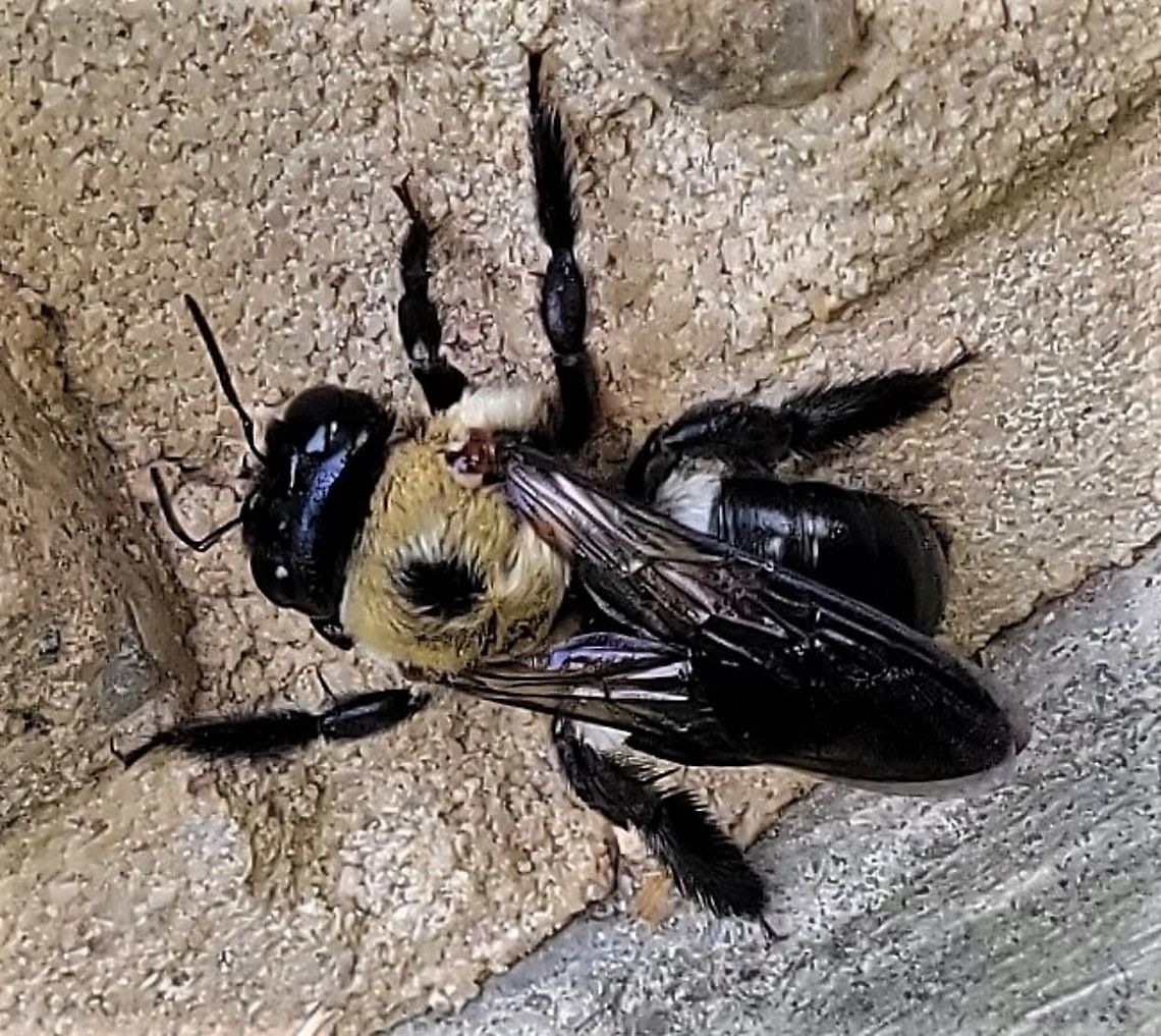 Eastern Carpenter Bee This is a picture of an Eastern Carpenter Bee at the Avalon Area of Patapsco Valley State Park in Arbutus, Maryland. Eastern Carpenter Bee,Geotagged,Summer,United States,Xylocopa virginica