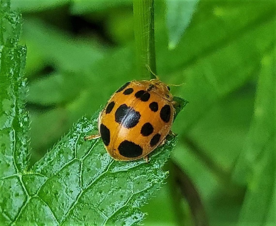 Epilachna borealis This is a picture of a Epilachna borealis at the Avalon Area of Patapsco Valley State Park in Arbutus, Maryland. Epilachna borealis,Geotagged,Squash beetle,Summer,United States