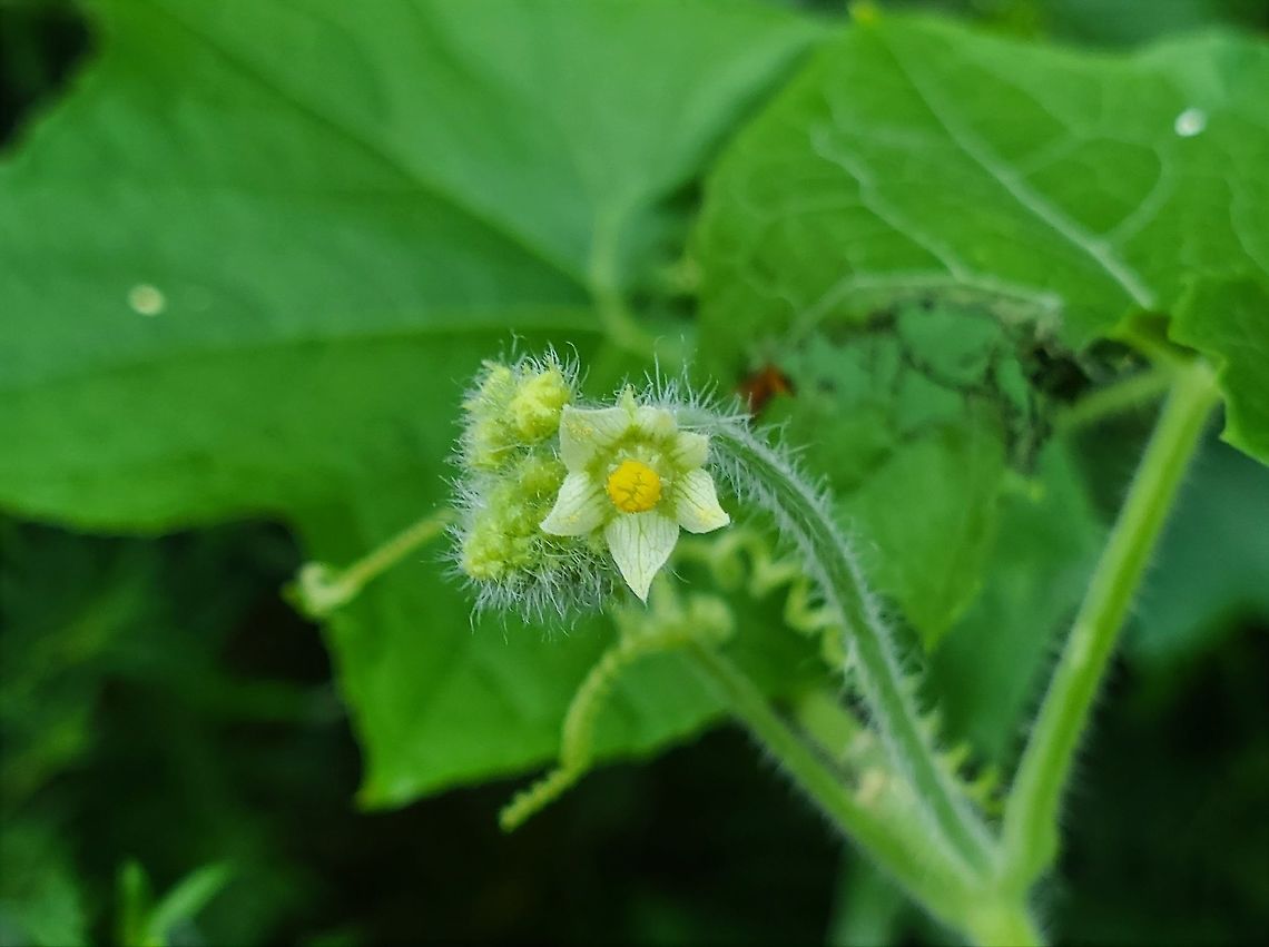 Sicyos angulatus This is a picture of a Sicyos angulatus at the Avalon Area of Patapsco Valley State Park in Arbutus, Maryland. Geotagged,Sicyos angulatus,Summer,United States