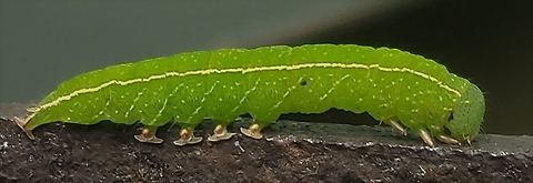 Red-lined Panopoda Moth This is a picture of a Red-lined Panopoda Moth at the Glen Artney Area of Patapsco Valley State Park in Baltimore County, Maryland. Geotagged,Panopoda rufimargo,Summer,United States