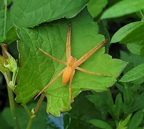 Pisaurina mira This is a picture of a Pisaurina mira at the Avalon Area of Patapsco Valley State Park in Arbutus, Maryland. American Nursery Web Spider,Geotagged,Pisaurina mira,Summer,United States