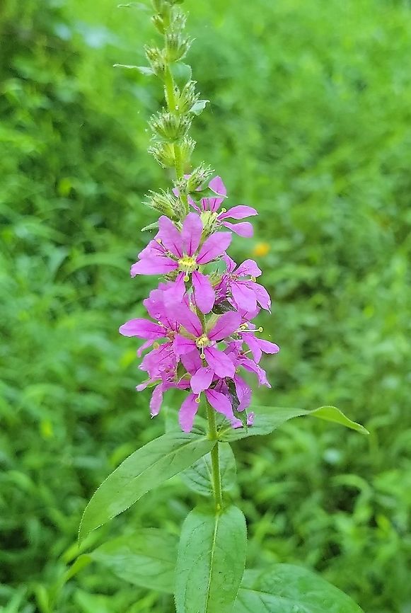 Lythrum salicaria This is a picture of Lythrum salicaria at Patapsco Valley State Park in Howard County, Maryland. Geotagged,Lythrum salicaria,Spiked loosestrife,Summer,United States