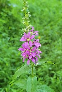Lythrum salicaria This is a picture of Lythrum salicaria at Patapsco Valley State Park in Howard County, Maryland. Geotagged,Lythrum salicaria,Spiked loosestrife,Summer,United States