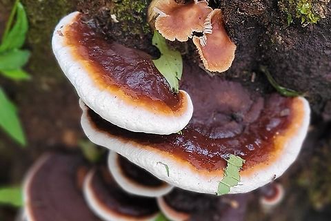 Ganoderma lobatum This is a picture of Ganoderma lobatum on a hardwood stump at the Orange Grove Area of Patapsco Valley State Park in Howard County, Maryland. Ganoderma lobatum,Geotagged,Summer,United States