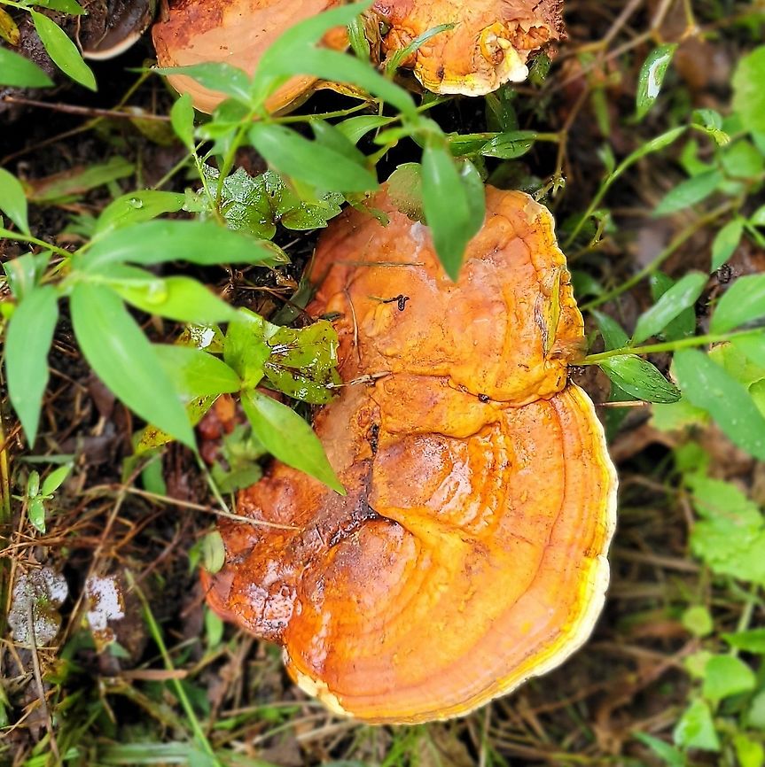 ganoderma curtisii This is a picture of ganoderma curtisii on a hardwood stump at the Orange Grove Area of Patapsco Valley State Park in Howard County, Maryland. Ganoderma curtisii,Geotagged,Summer,United States