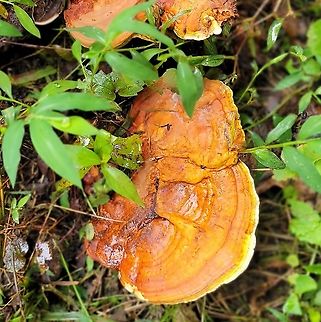 ganoderma curtisii This is a picture of ganoderma curtisii on a hardwood stump at the Orange Grove Area of Patapsco Valley State Park in Howard County, Maryland. Ganoderma curtisii,Geotagged,Summer,United States