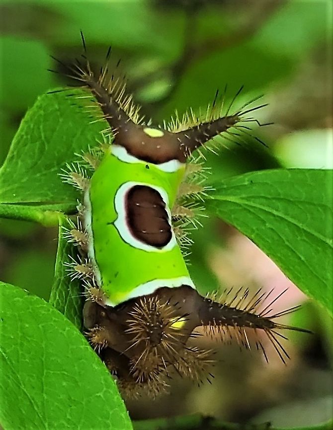 Acharia stimulea This is a picture of a Acharia stimulea at the Smithsonian Environmental Research Center in Edgewater, Maryland. Acharia stimulea,Geotagged,Saddleback Caterpillar,Summer,United States