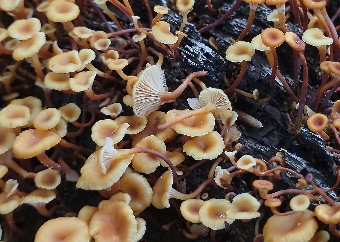 Xeromphalina kauffmanii This is a picture of Xeromphalina kauffmanii at the Smithsonian Environmental Research Center in Edgewater, Maryland. Geotagged,Summer,United States,Xeromphalina kauffmanii