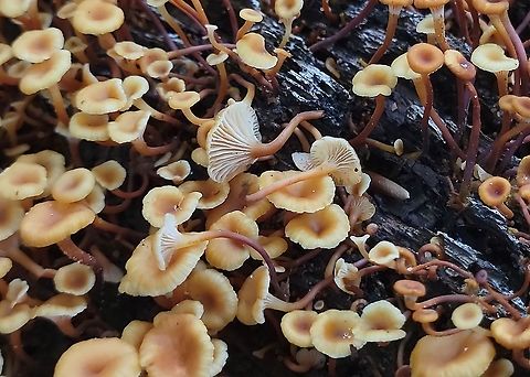 Cross-veined Troop Mushroom