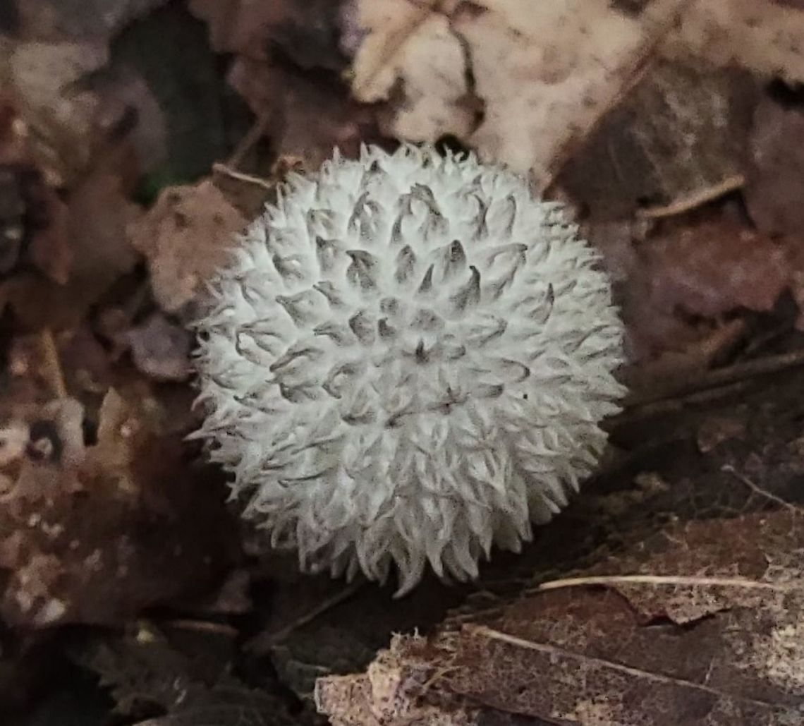 Lycoperdon echinatum This is a picture of a Lycoperdon echinatum at the Smithsonian Environmental Research Center in Edgewater, Maryland. Geotagged,Lycoperdon echinatum,Summer,United States