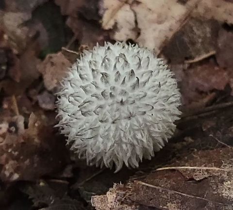 Lycoperdon echinatum This is a picture of a Lycoperdon echinatum at the Smithsonian Environmental Research Center in Edgewater, Maryland. Geotagged,Lycoperdon echinatum,Summer,United States