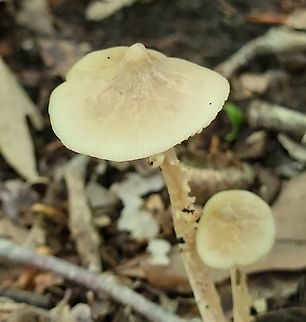 Entoloma murrayi This is a picture of a Entoloma murrayi at the Smithsonian Environmental Research Center in Edgewater, Maryland.
 Entoloma murrayi,Geotagged,Summer,United States,Yellow unicorn Entoloma
