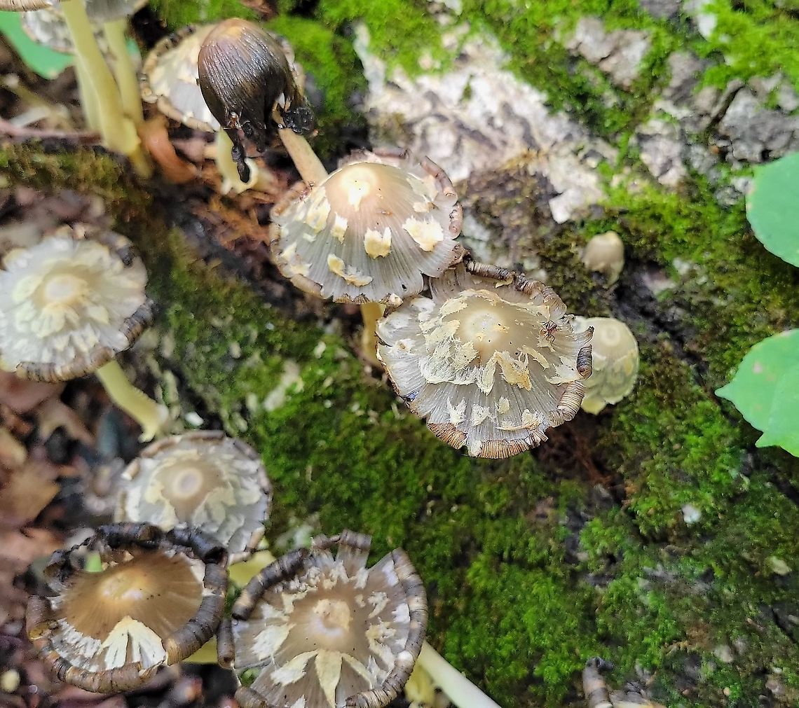 Coprinopsis variegata This is a picture of Coprinopsis variegata at the Smithsonian Environmental Research Center in Edgewater, Maryland. Coprinopsis variegata,Geotagged,Summer,United States