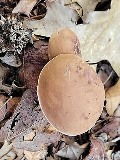 Tylopilus plumbeoviolaceus This is a picture of Tylopilus plumbeoviolaceus at the Smithsonian Environmental Research Center in Edgewater, Maryland.
 Geotagged,Summer,Tylopilus plumbeoviolaceus,United States,Violet-grey bolete