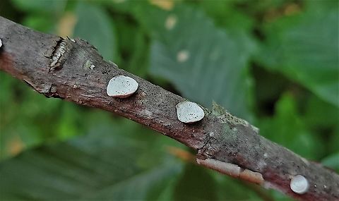 Trametes conchifer This is a picture of Trametes conchifer at the Smithsonian Environmental Research Center in Edgewater, Maryland. Geotagged,Little nest polypore,Summer,Trametes conchifer,United States