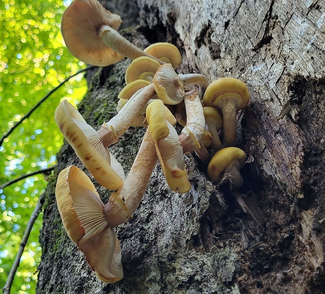 Armillaria mellea This is a picture of Armillaria mellea at the Mckeldin Area of Patapsco Valley State Park in Carroll County, Maryland. Armillaria mellea,Geotagged,Honey fungus,Summer,United States