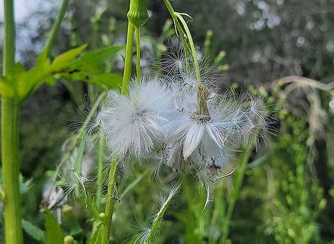 American Burnweed This is a picture of American Burnweed at the Mckeldin Area of Patapsco Valley State Park in Carroll County, Maryland. Erechtites hieraciifolius,Geotagged,Summer,United States