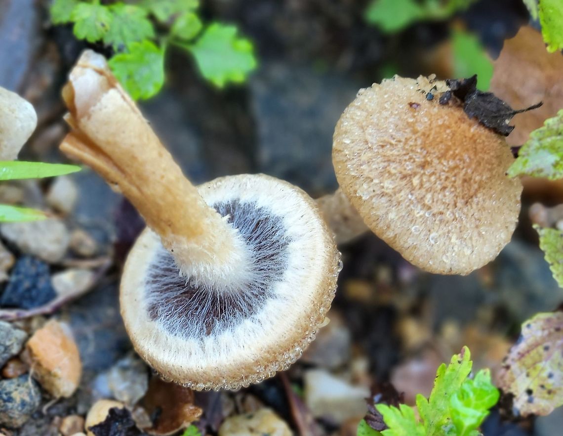 Lacrymaria lacrymabunda This is a picture of Lacrymaria lacrymabunda at Patapsco Valley State Park in Howard County, Maryland. Geotagged,Lacrymaria lacrymabunda,Summer,United States,Weeping Widow