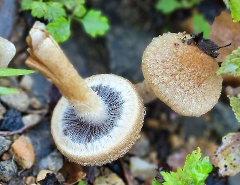 Lacrymaria lacrymabunda This is a picture of Lacrymaria lacrymabunda at Patapsco Valley State Park in Howard County, Maryland. Geotagged,Lacrymaria lacrymabunda,Summer,United States,Weeping Widow