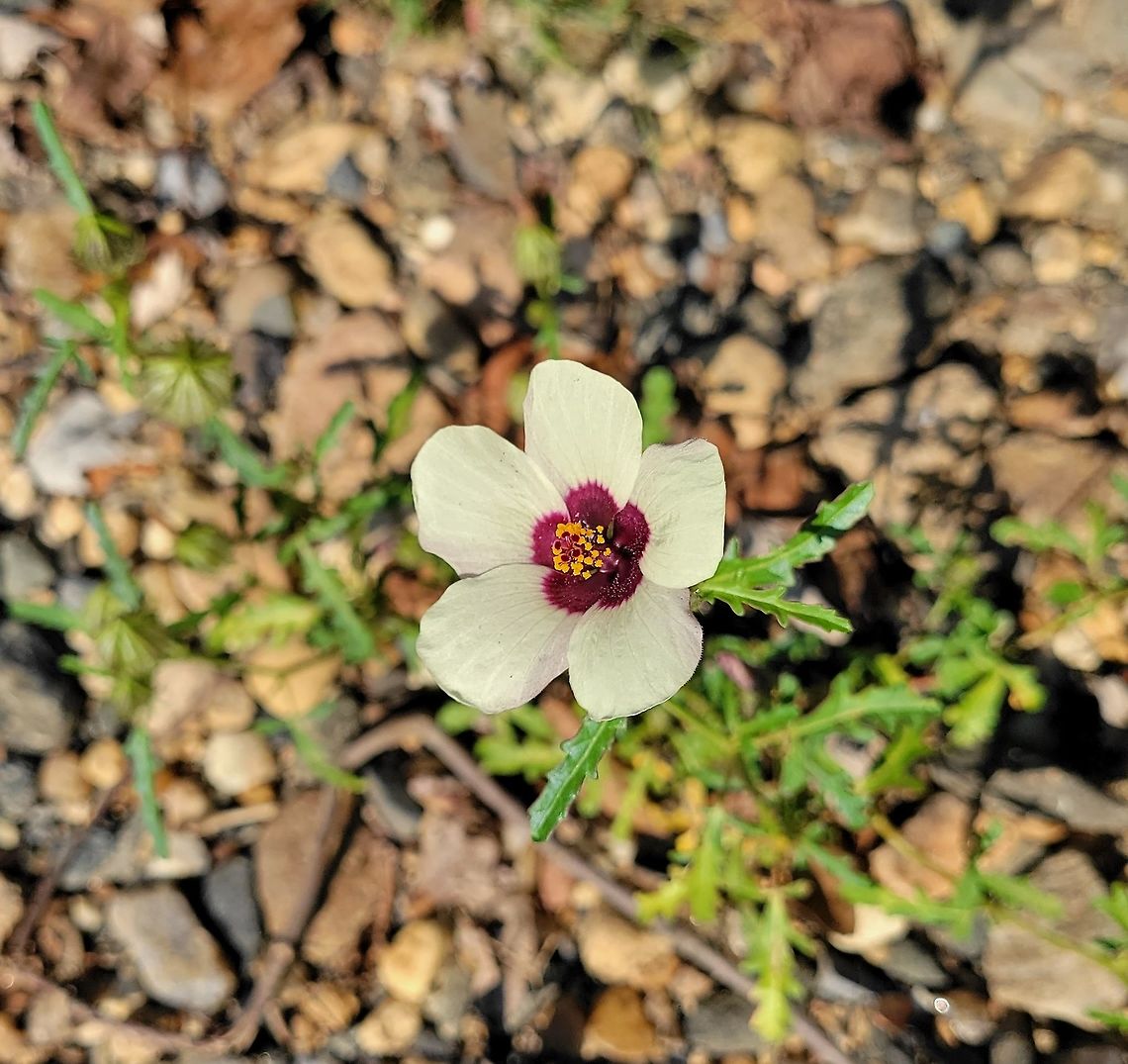 Flower Of An Hour This is a picture of Hibiscus Trionum at Patapsco Valley State Park in Baltimore County, Maryland. Flower-of-an-hour,Geotagged,Hibiscus trionum,Summer,United States