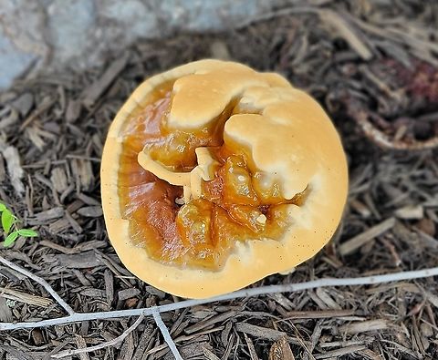 ganoderma sessile This is a picture of ganoderma sessile at Downs Park in Pasadena, Maryland. Ganoderma sessile,Geotagged,Summer,United States