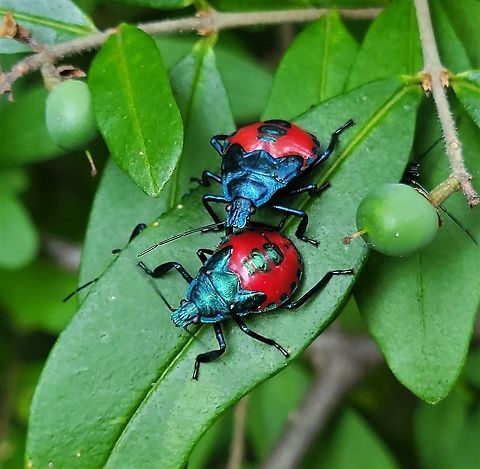 Euthyrhynchus floridanus This is a picture of a Euthyrhynchus floridanus at Downs Park in Pasadena, Maryland. Euthyrhynchus floridanus,Florida Predatory Stink Bug,Geotagged,Summer,United States