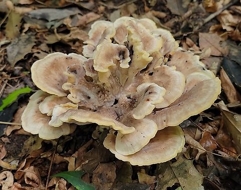 Black Staining Polypore This is a picture of a Black Staining Polypore at Downs Park in Pasadena, Maryland. Black-staining Polypore,Geotagged,Meripilus sumstinei,Summer,United States
