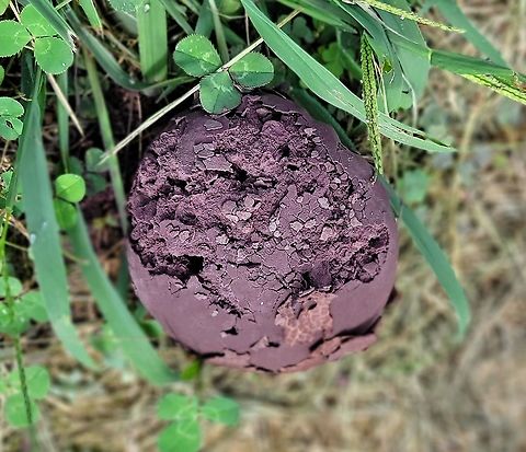 Purple Spored Puffball This is a picture of a Purple Spored Puffball at Chesapeake Bay Middle School in Pasadena, Maryland. Calvatia cyathiformis,Geotagged,Purple-Spored Puffball,Summer,United States
