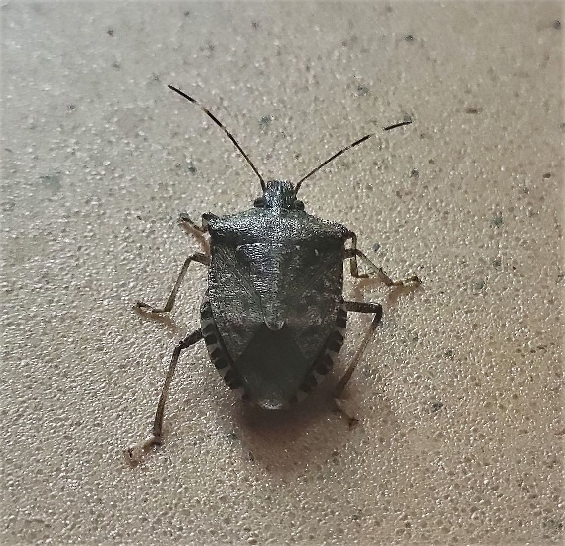 Brown Marmorated Stink Bug This is a picture of a Brown Marmorated Stink Bug at the Hilton Area of Patapsco Valley State Park in Catonsville, Maryland. Brown marmorated stink bug,Fall,Geotagged,Halyomorpha halys,United States